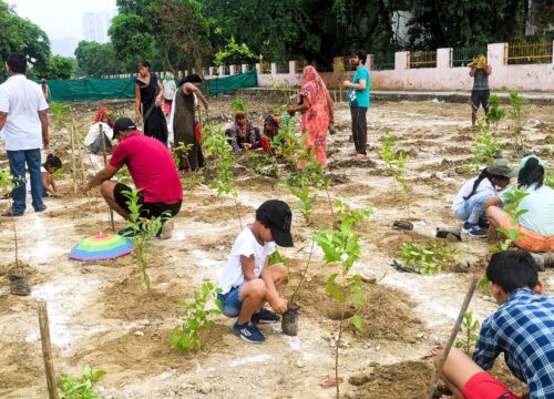 Plantation drive at Miyawaki spot