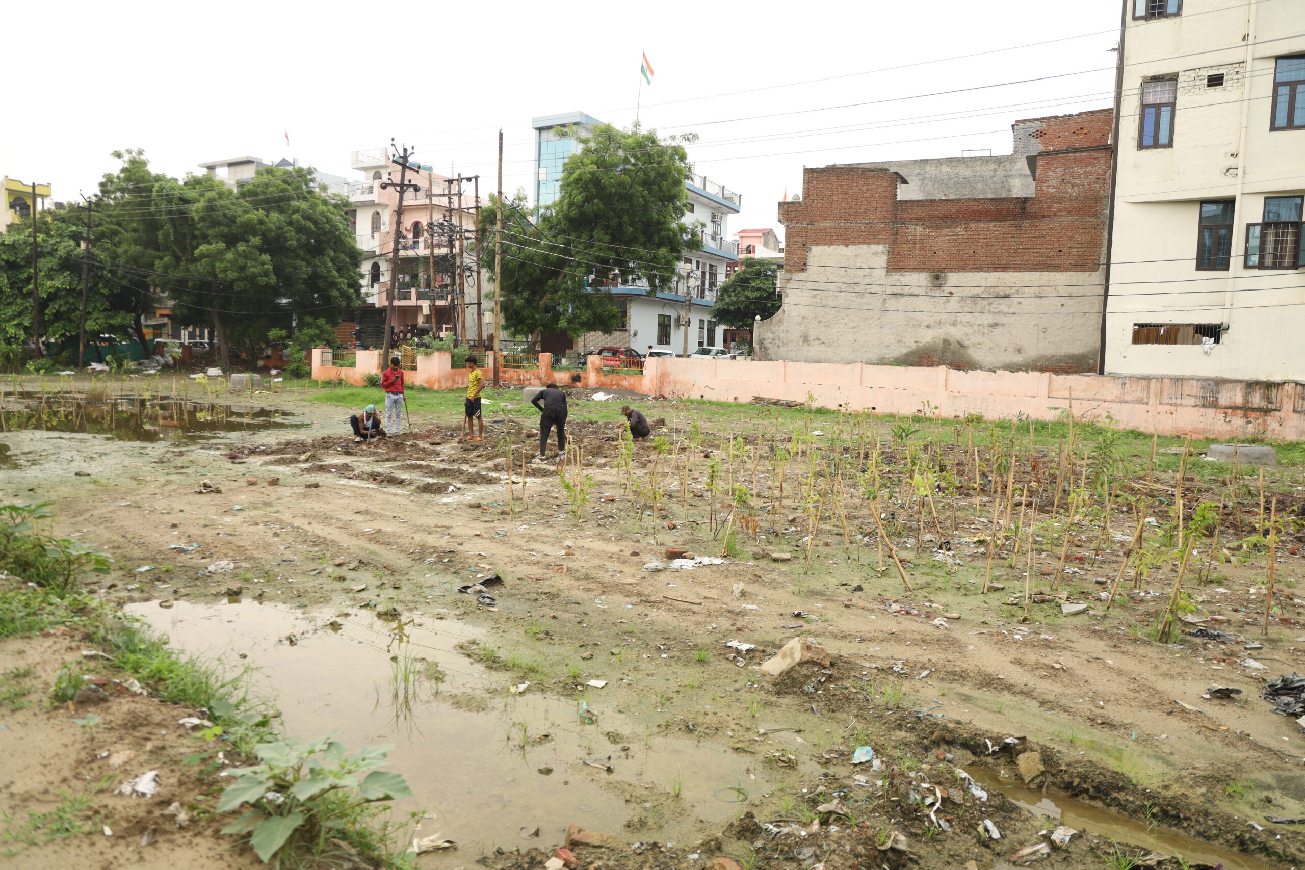 plantation in progress