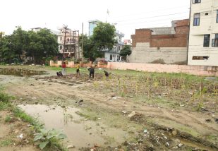 plantation in progress